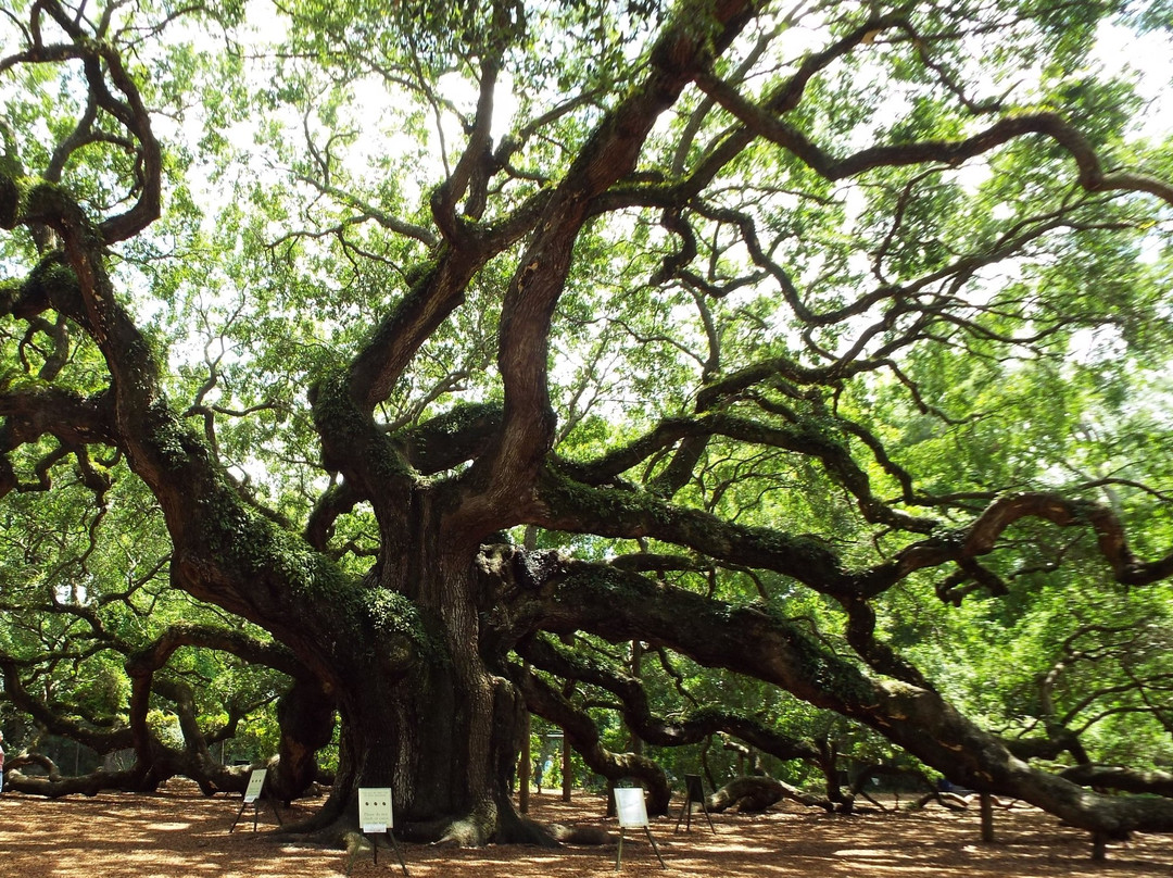 Angel Oak Tree景点图片