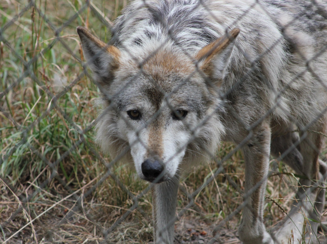 Wolf Haven International