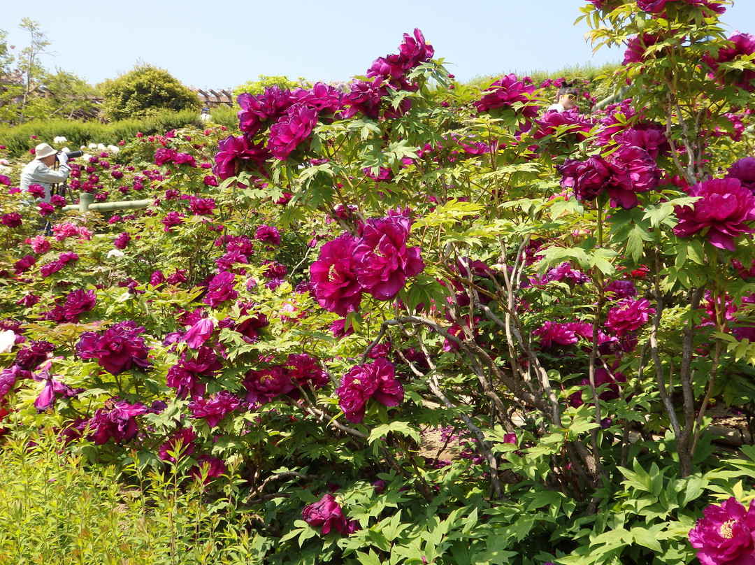 Civic Forest Flower Park-今治市必去景点