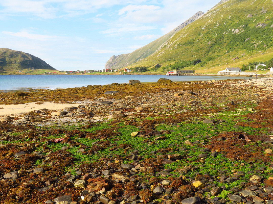 Skjelfjorden景点图片