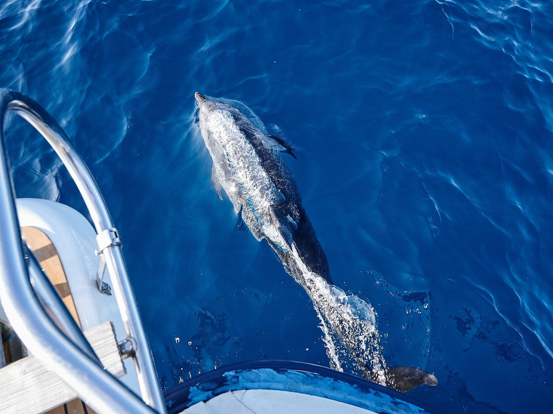 Atlantic Eco Experience | Whale Watching Tenerife-奥德杰海岸必去景点