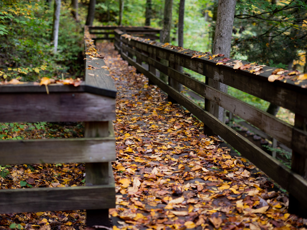 Holly River State Park景点图片