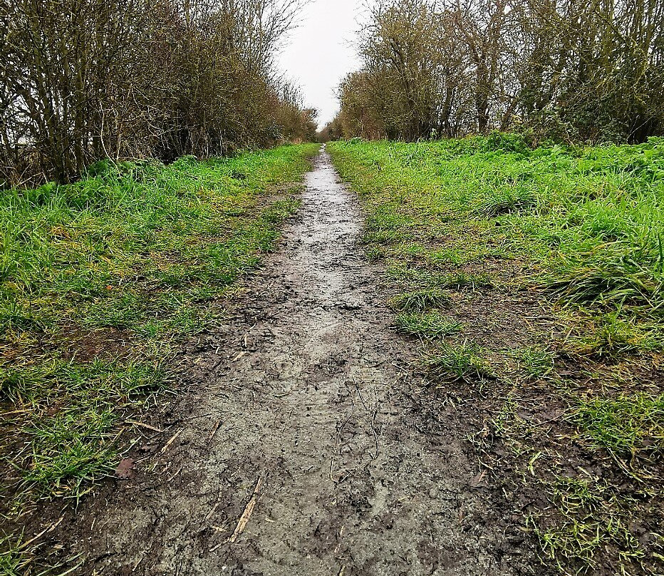 RSPB West Canvey Marsh景点图片