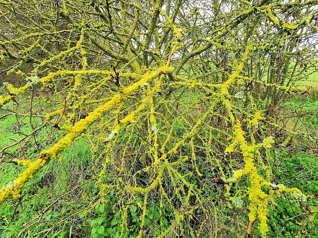 RSPB West Canvey Marsh景点图片