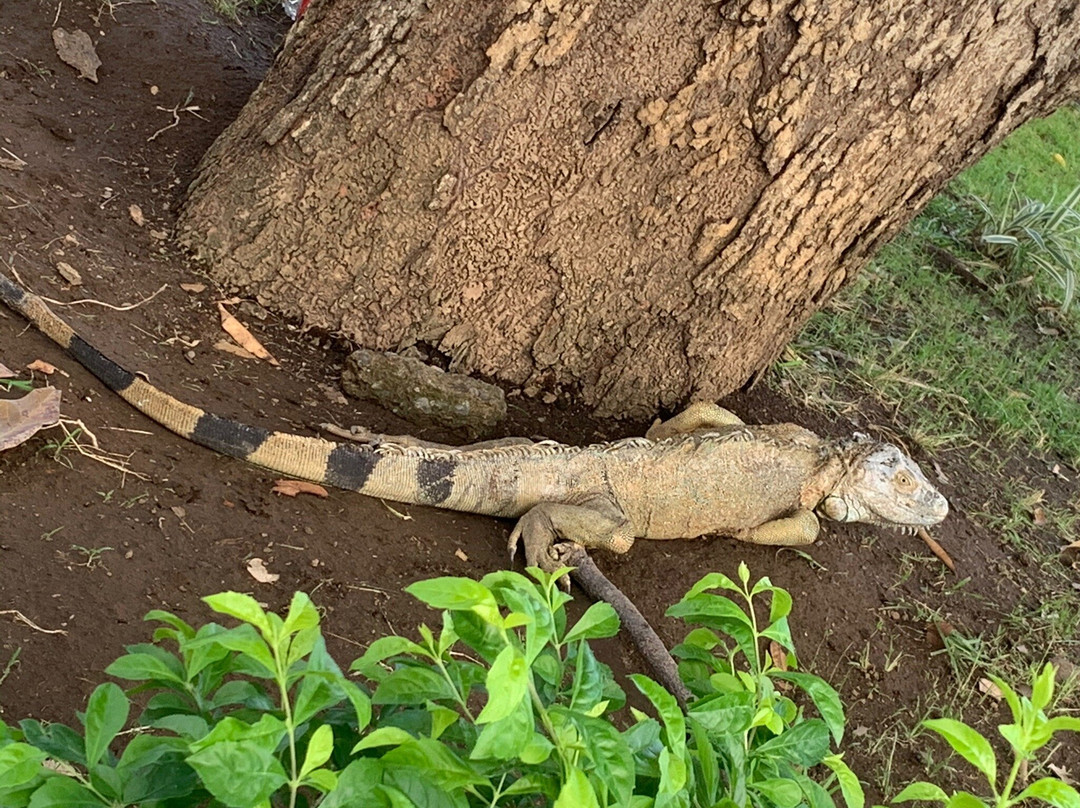 Costa Rica Adventures Travels景点图片