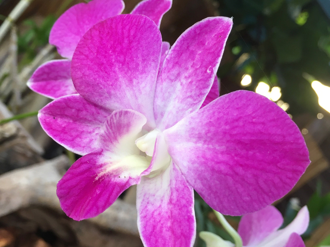 Jardin de Orquideas de Sitio Litre景点图片