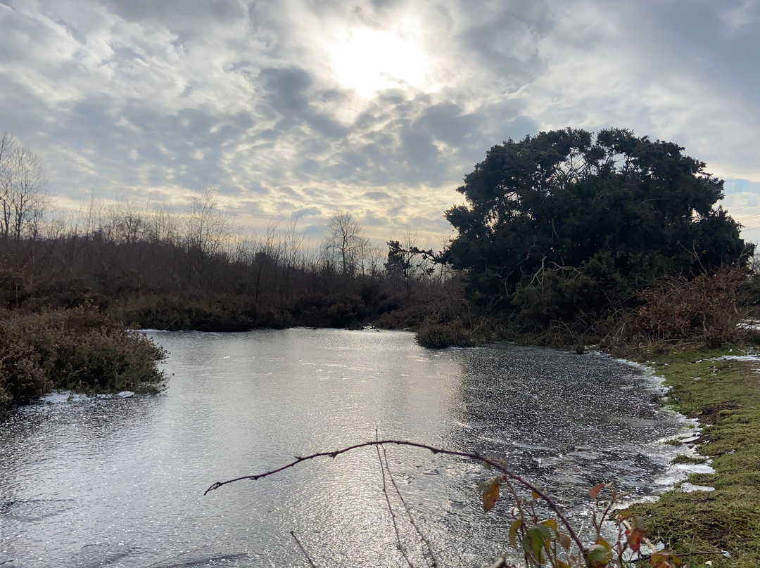 Snelsmore Common Country Park-纽伯里必去景点