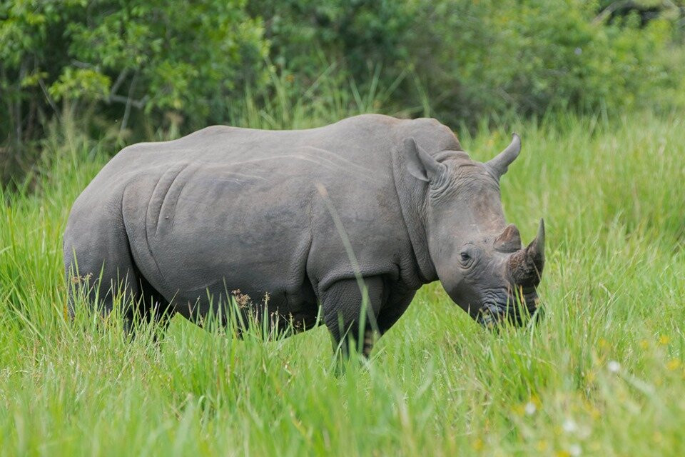 Rhino Fund Uganda-Nakitoma必去景点