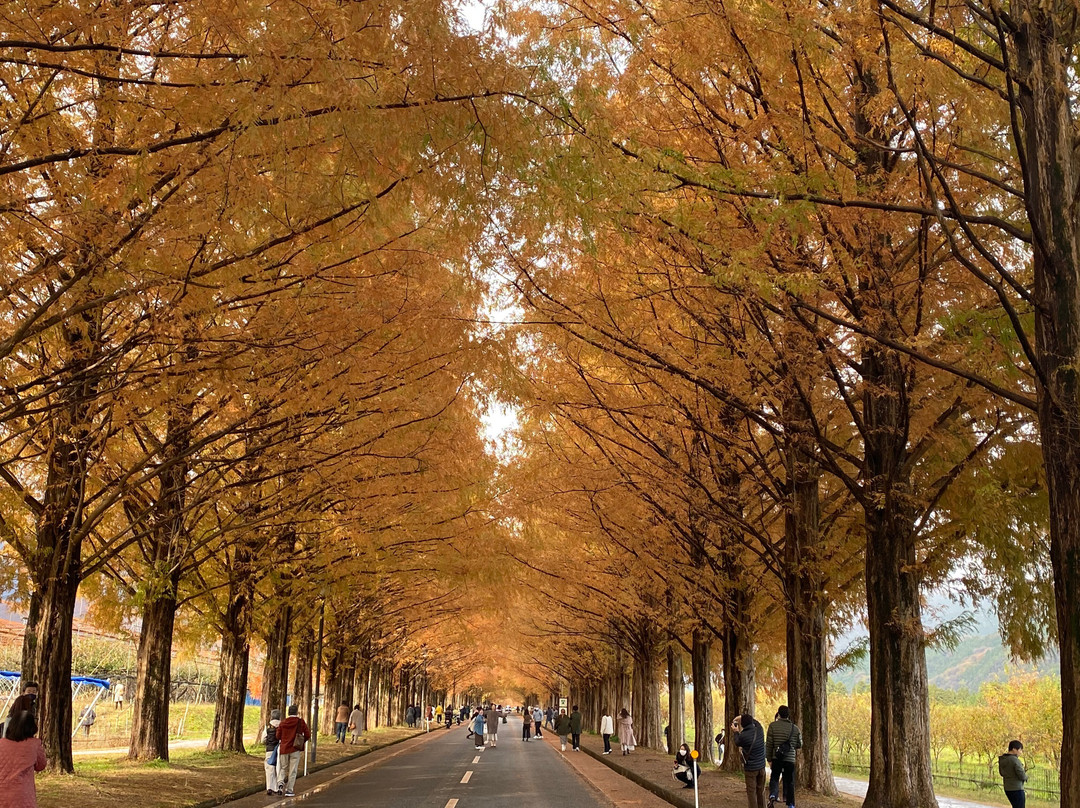 Metasequoia Namiki景点图片
