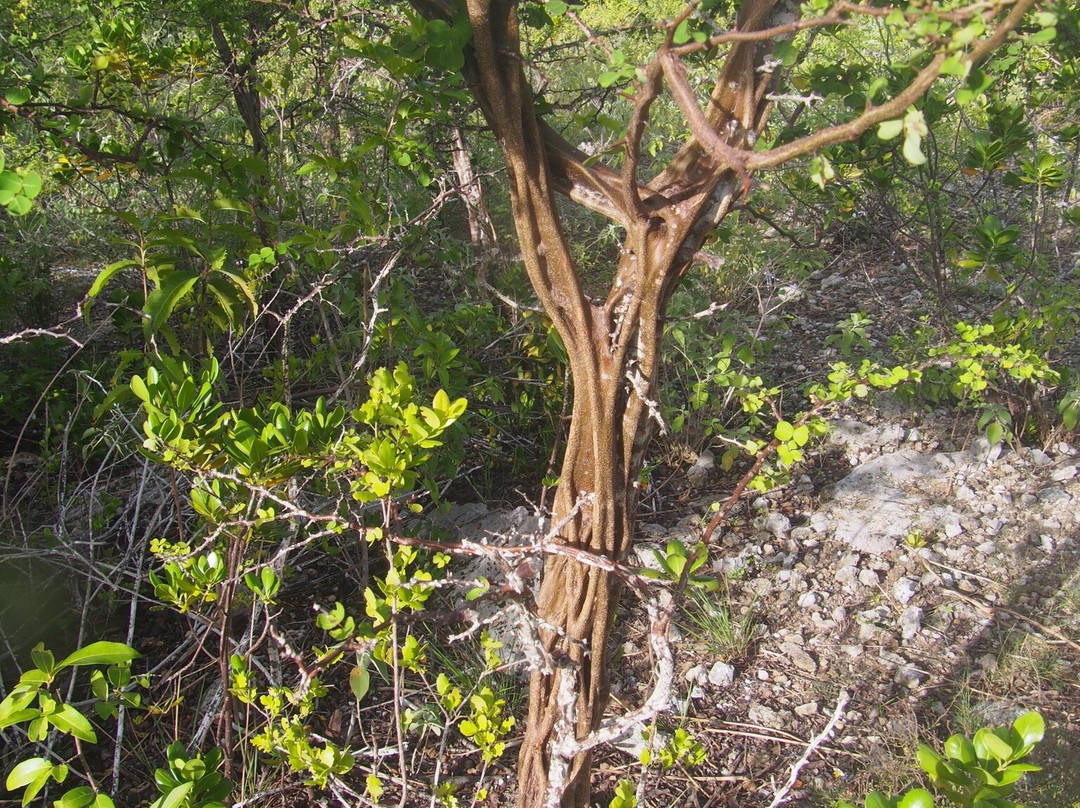 Wayaka Trail-Kralendijk必去景点