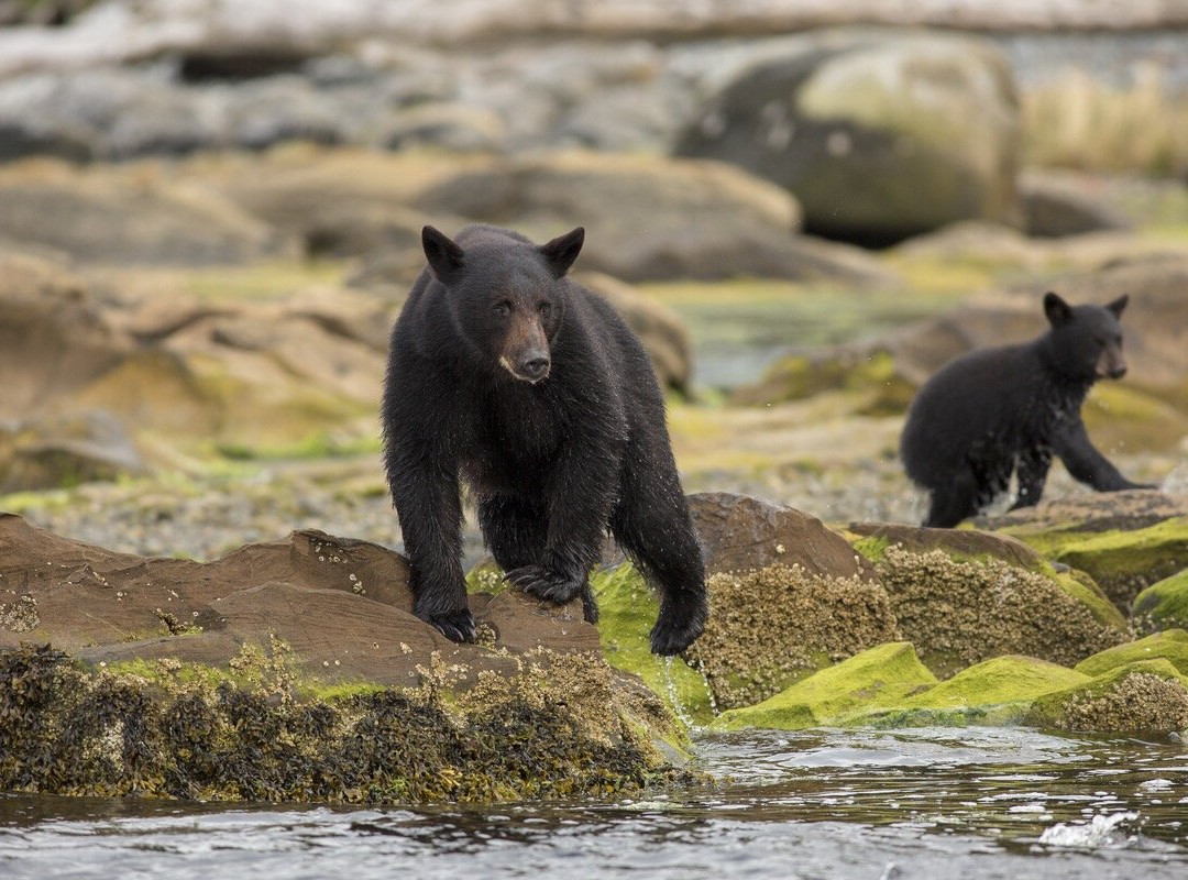 Mosaic Earth Travel-温哥华岛必去景点