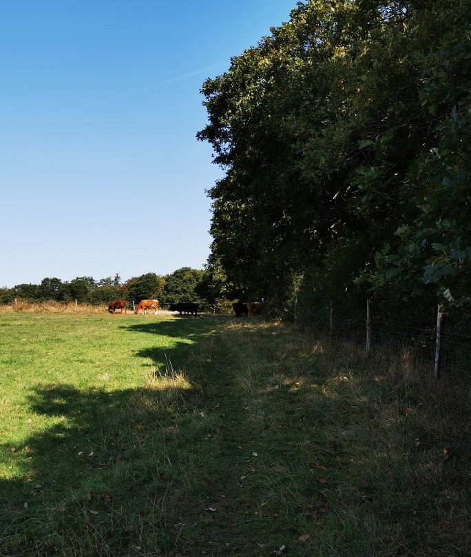 Langdon Hills Country Park景点图片