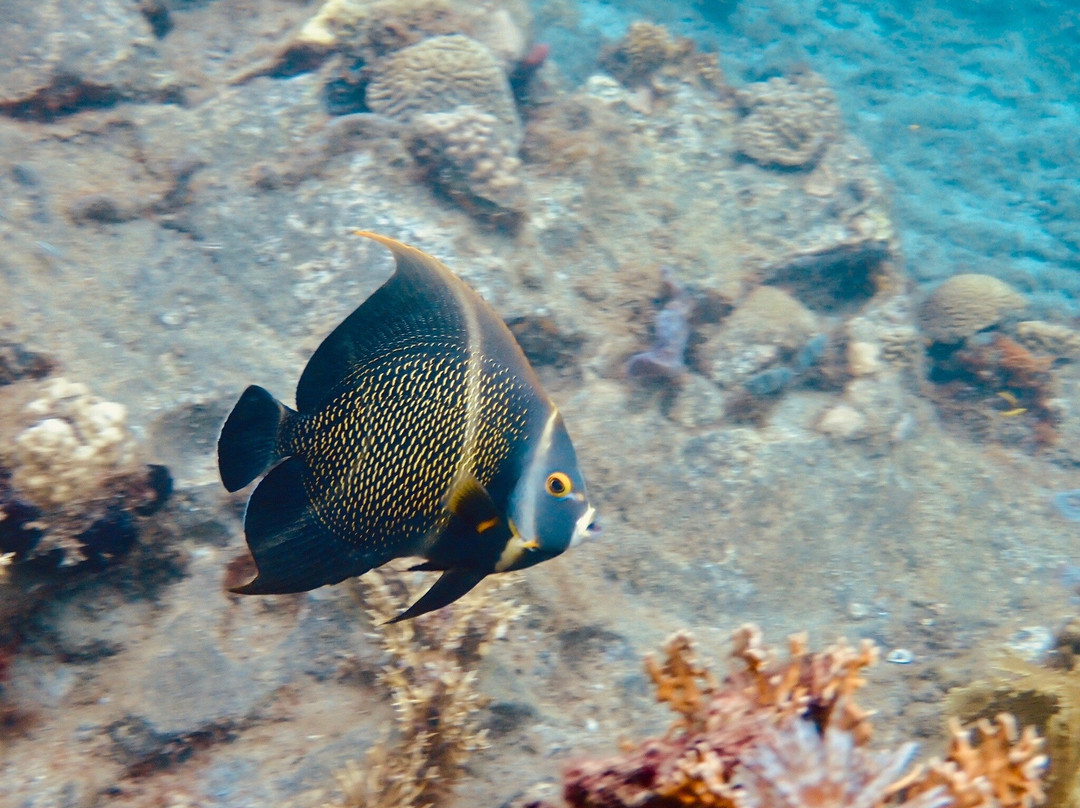 Calypso Plongée-Trois-Ilets必去景点