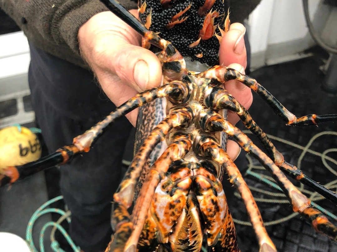 FISKAHUMMER.nu-Marstrand必去景点