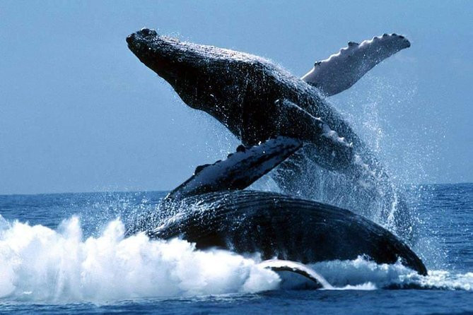 Whale watching Samana - Humpback whales tour & Excursion景点图片