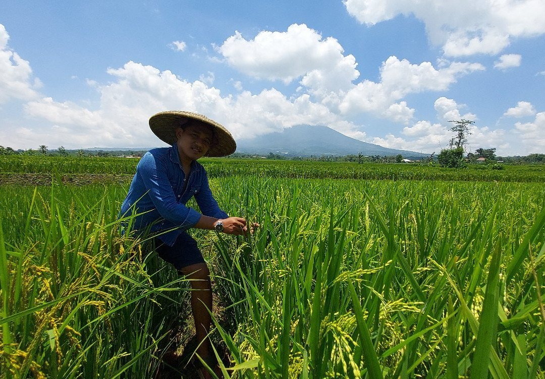 Kampung Budaya Padi Pandan Wangi-Cianjur必去景点