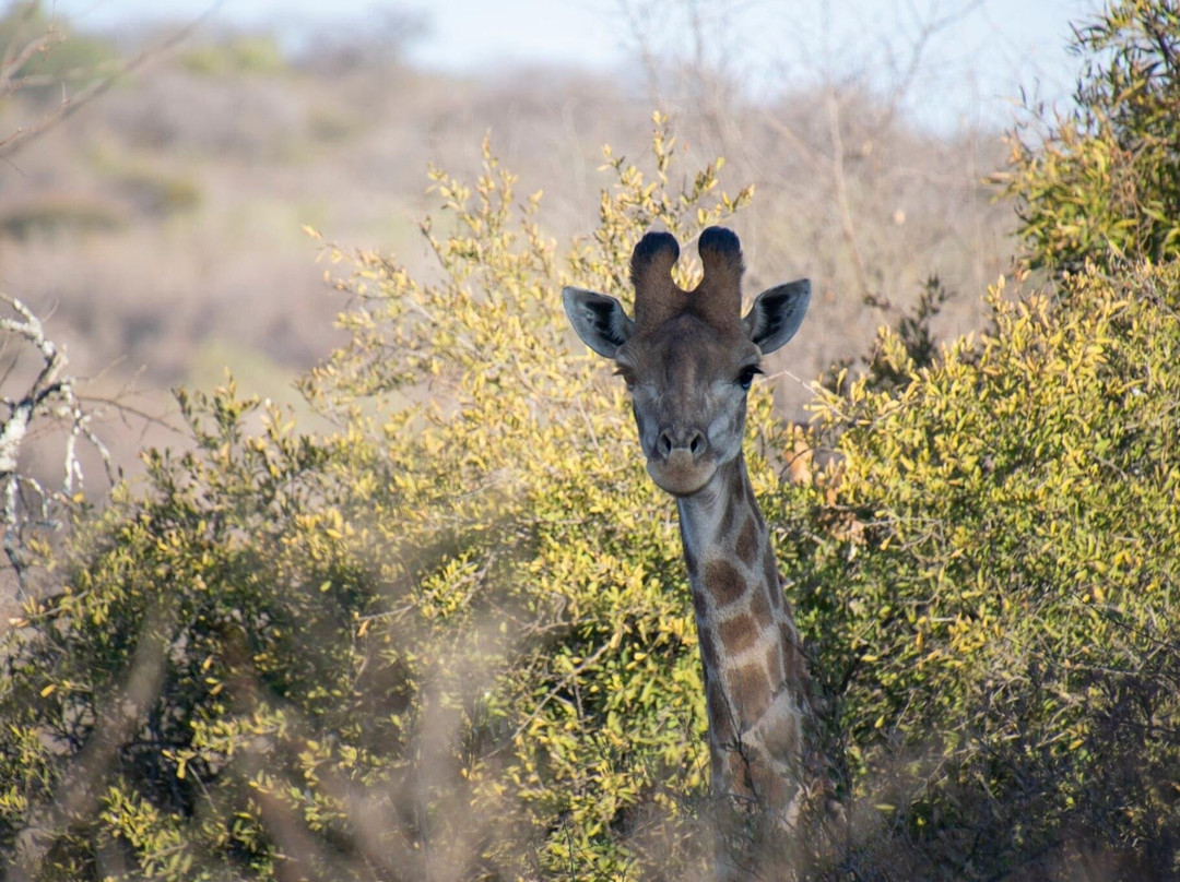 Mmpula Paradys Bosveld Lodge主图