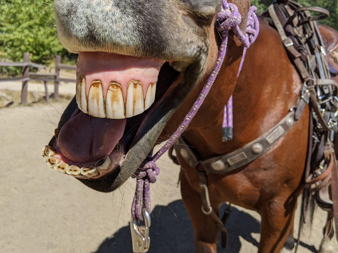 Western Pleasure Guest Ranch主图