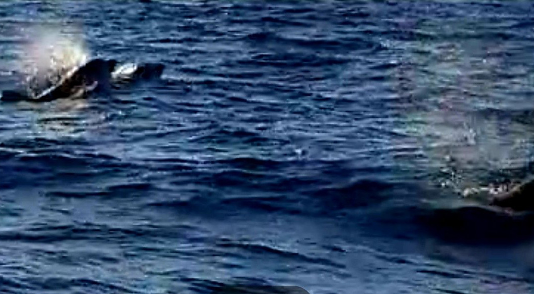 Dolphin Watching Rovinj-罗维尼必去景点