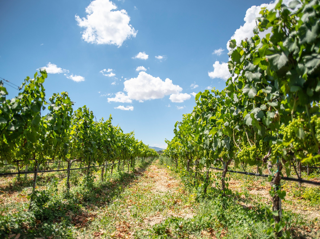 Margo wine routes-雅典必去景点
