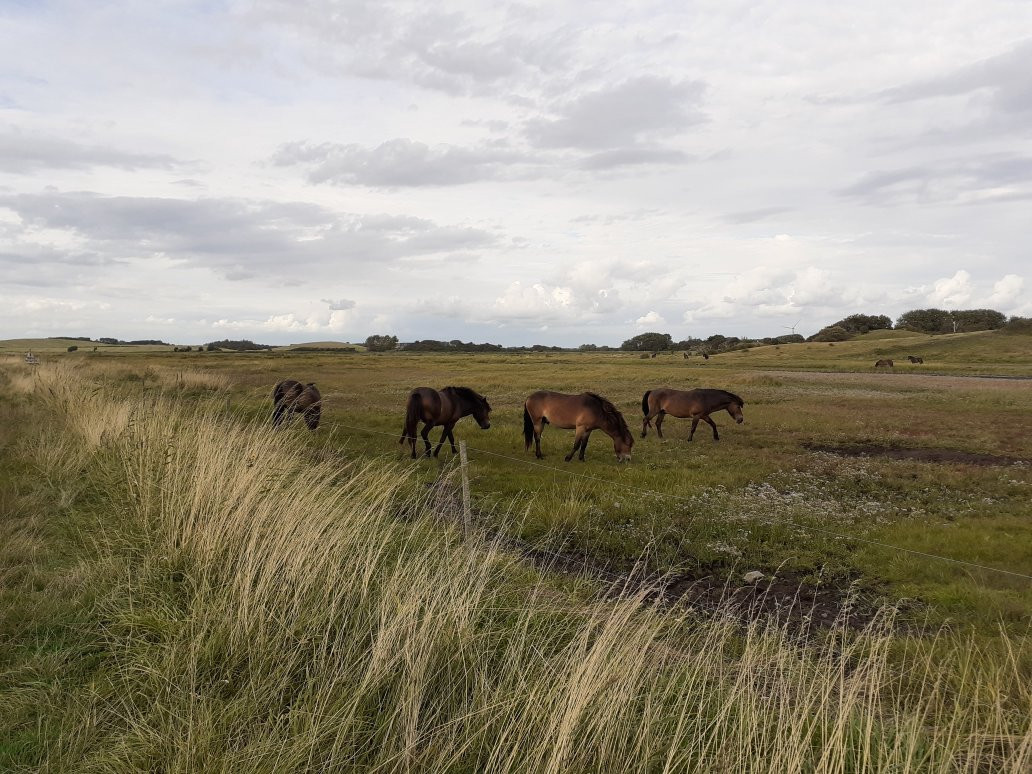 Langelands vilde heste景点图片