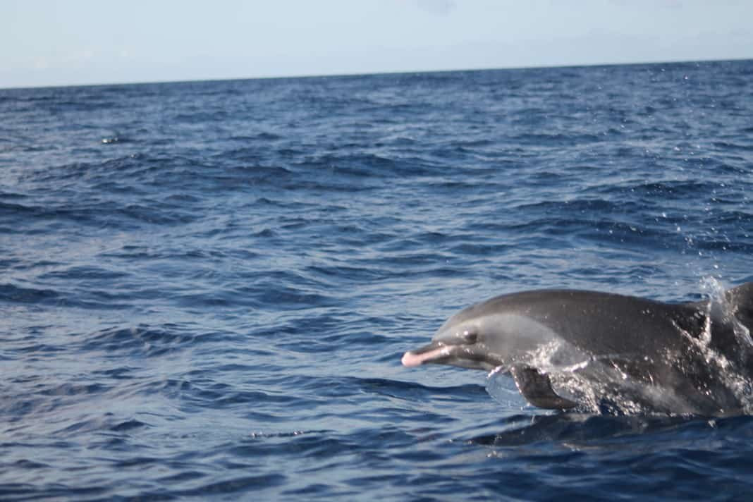 Shelltone Whale Project-Pointe-Noire必去景点