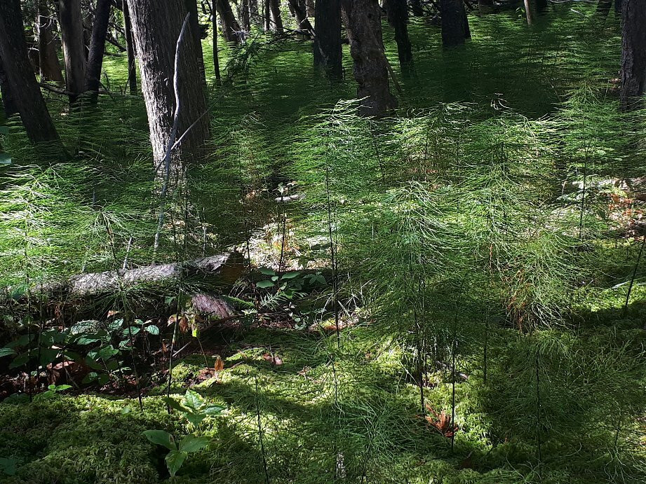 Windy Lake Provincial Park-Onaping必去景点