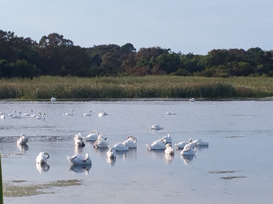 South Cape May Meadows景点图片