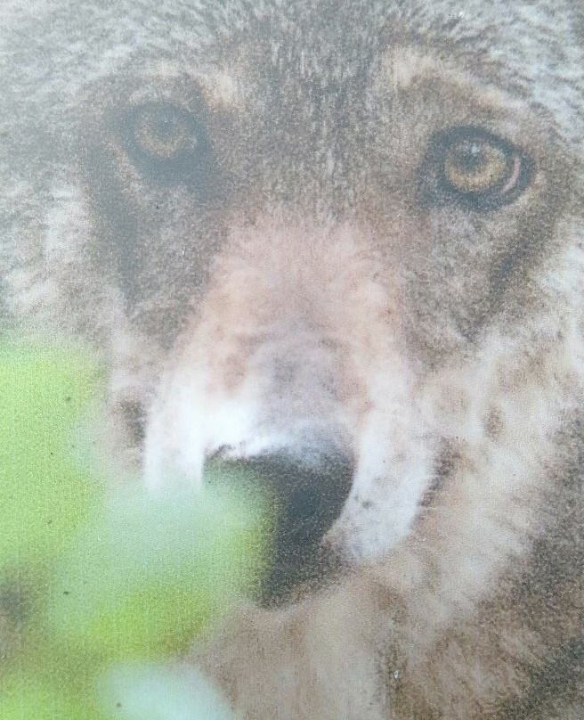 La Fattoria degli Animali景点图片
