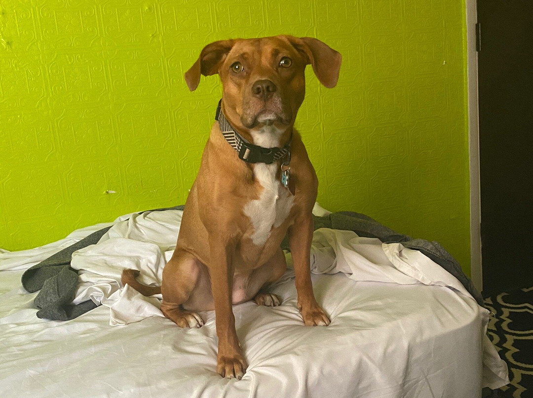 Arrowhead Motel主图