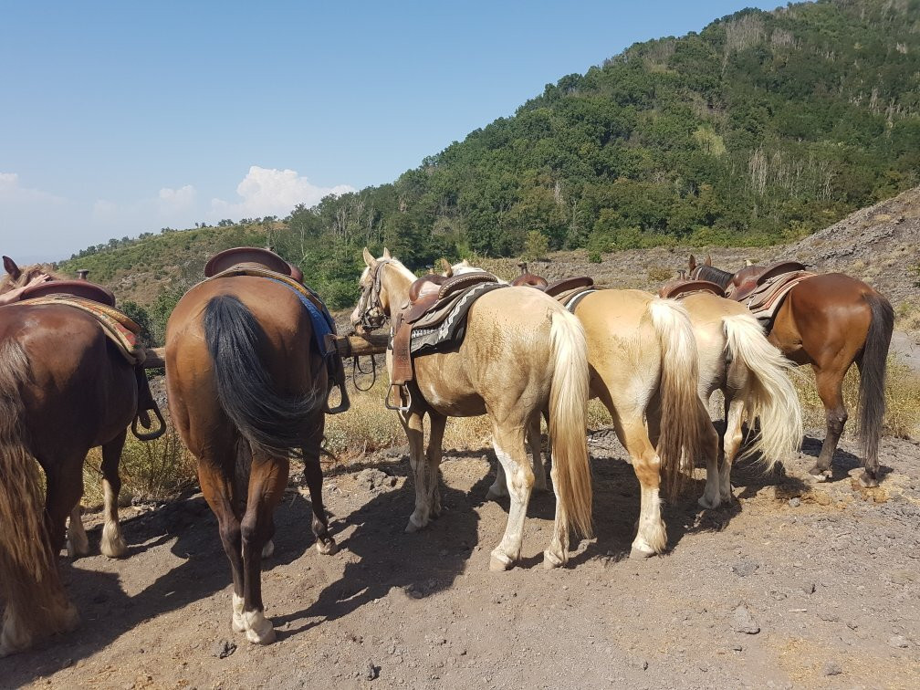 Horse Riding Tour景点图片