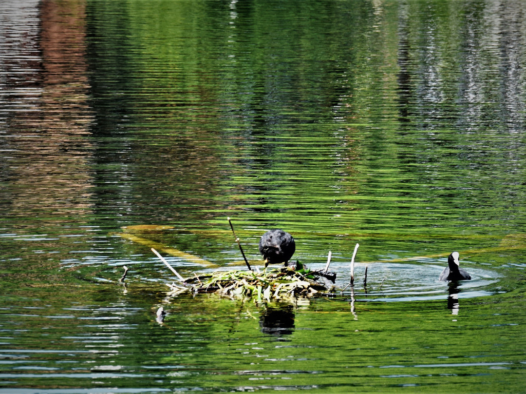 Werdenbergersee-Buchs St. Gallen必去景点