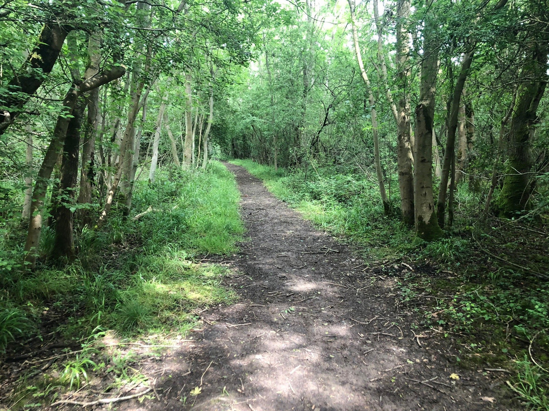 Brampton Wood Nature Reserve景点图片