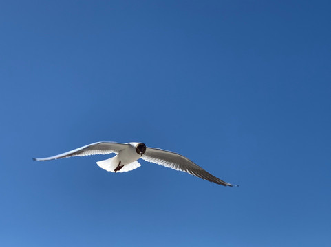 Ledzin旅游攻略图片