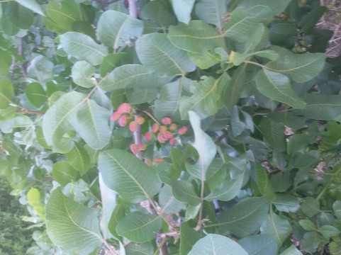 Tamar Linchevsky - Personalized tours-特拉维夫必去景点