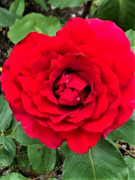 Godo Rose Park-神户町必去景点