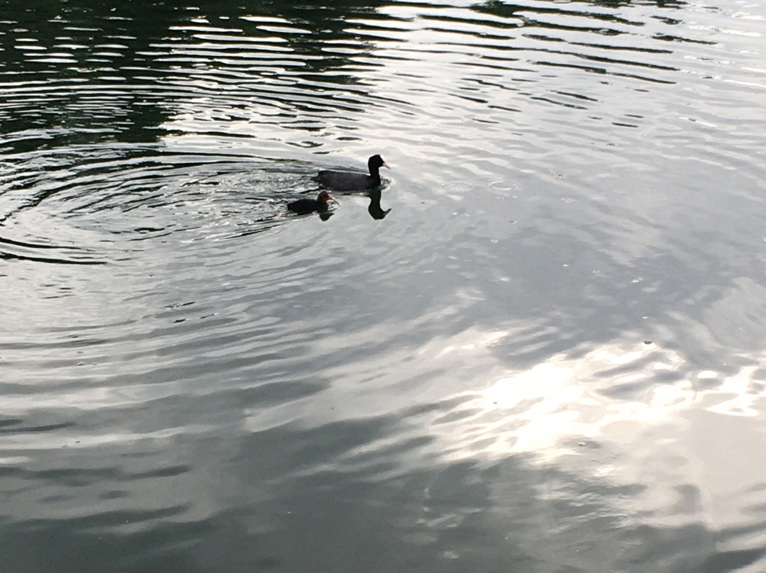 Lago di Canzolino景点图片