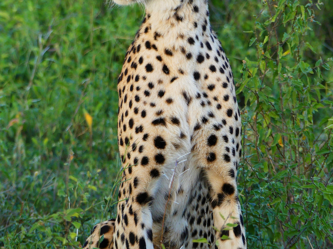 Roy Safaris-阿鲁沙必去景点