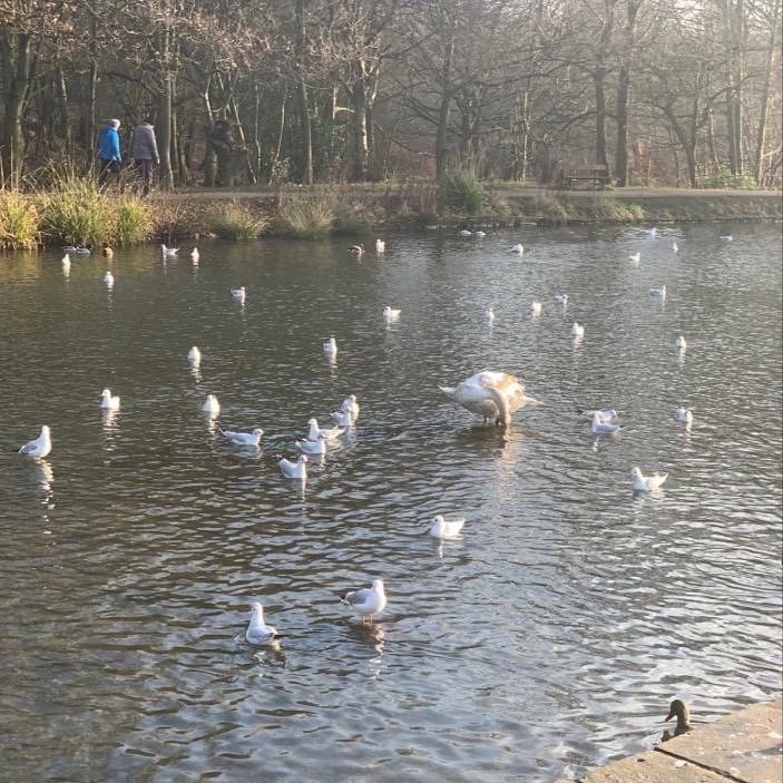 Shibden Park-哈里法克斯必去景点