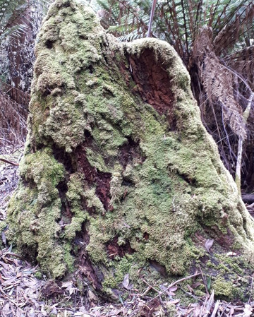 Mt Field National Park Campground主图