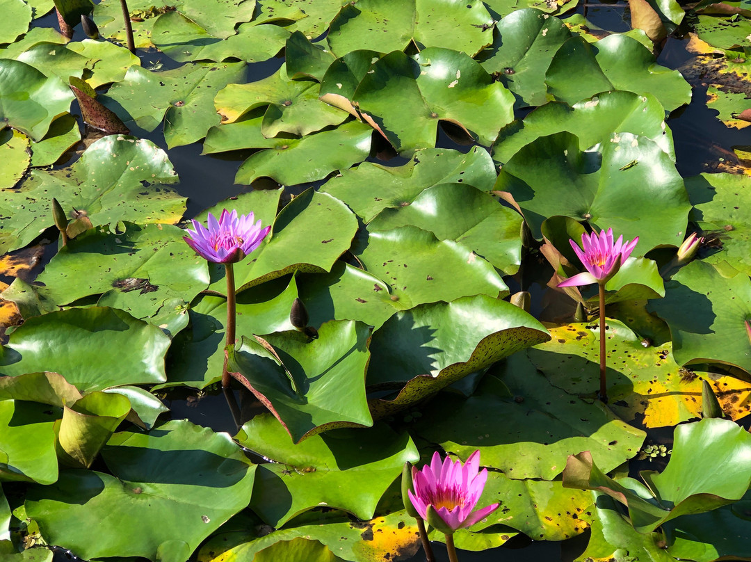 Ishigaki Island Science Garden景点图片