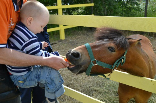 Kronshtadt Equestrian Club-喀琅施塔得必去景点