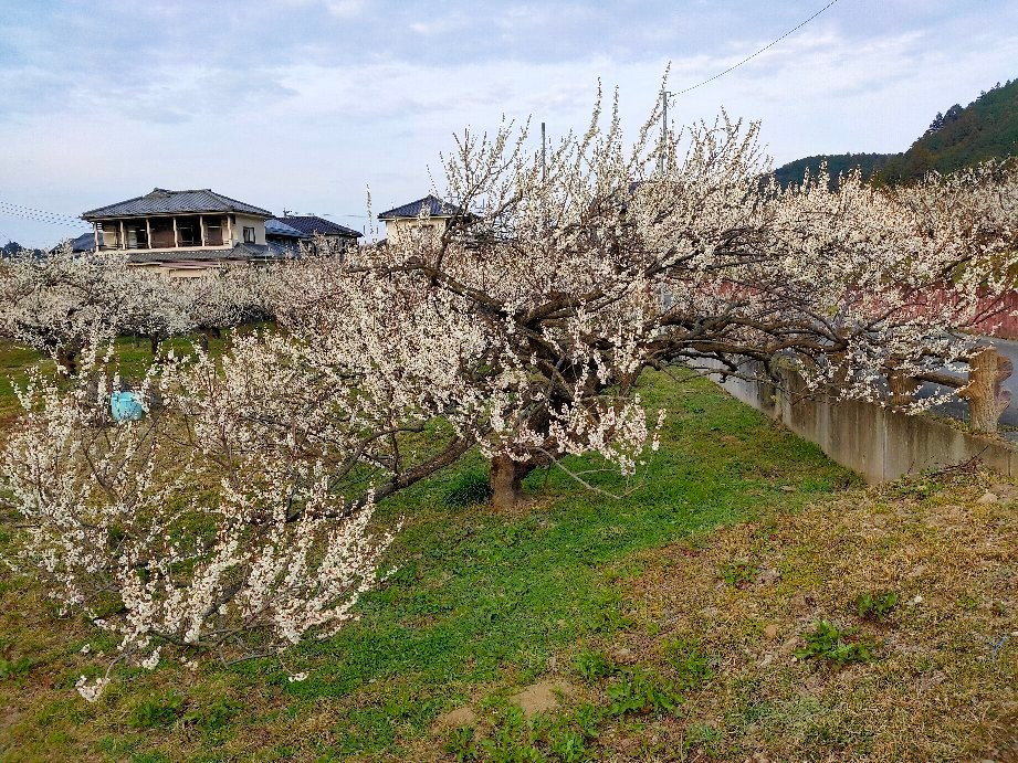 Miyazaki Farm-越生町必去景点