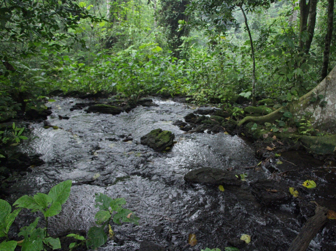 Maramagambo Forest景点图片