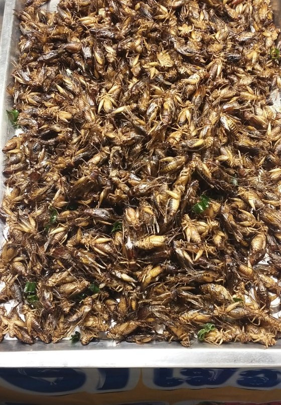 Surat Thani Shrine Market-素叻他尼必去景点