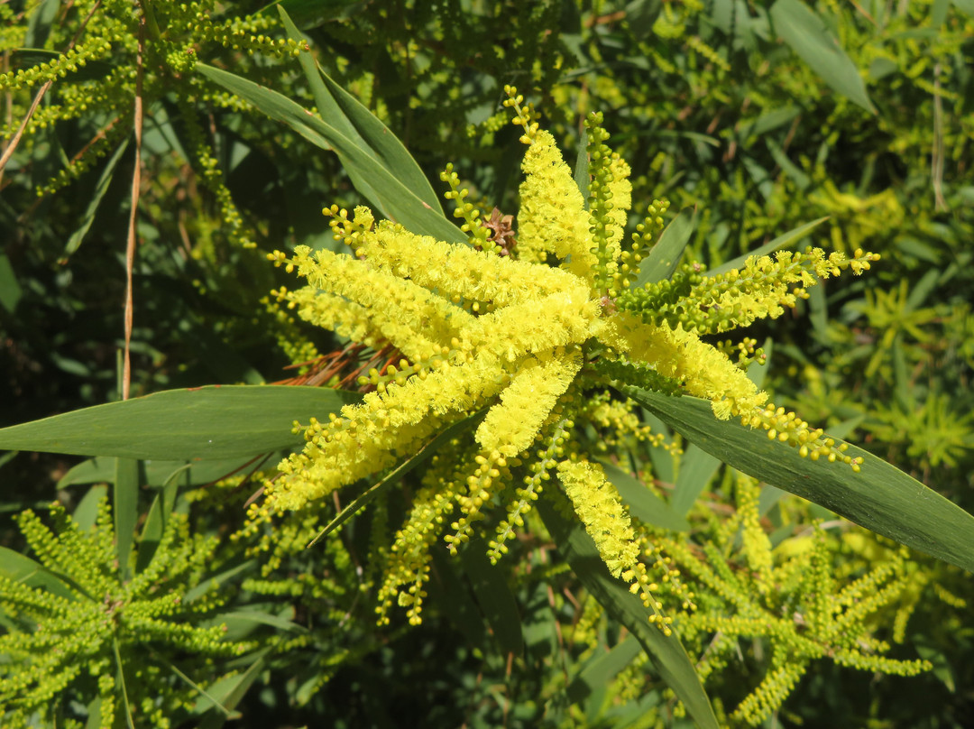 Monarch Grove Sanctuary-太平洋丛林镇必去景点