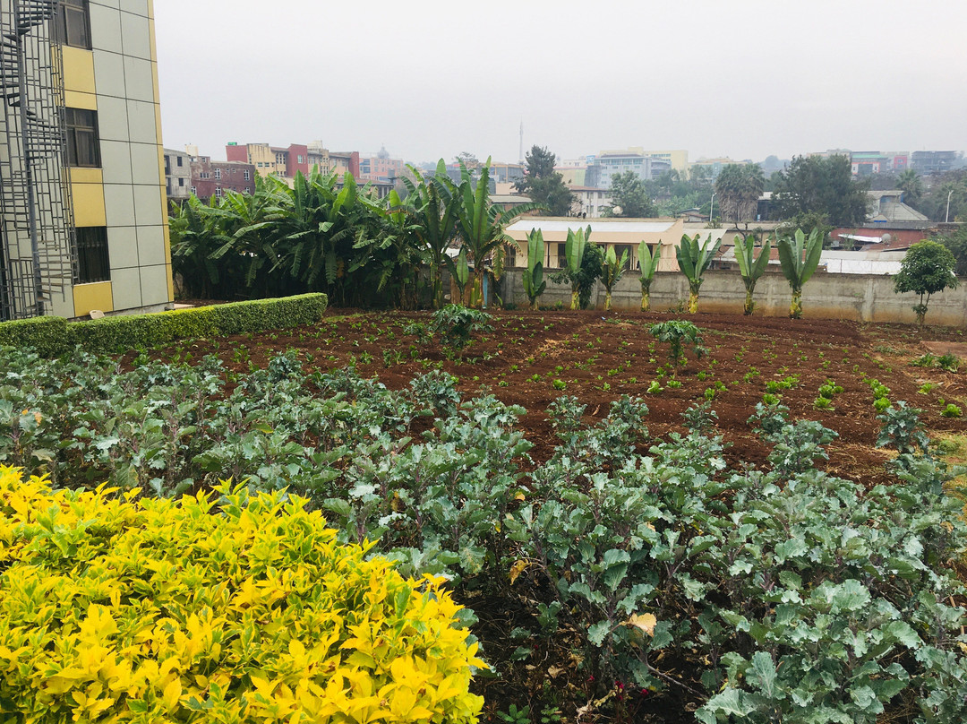 Central Jimma Hotel主图