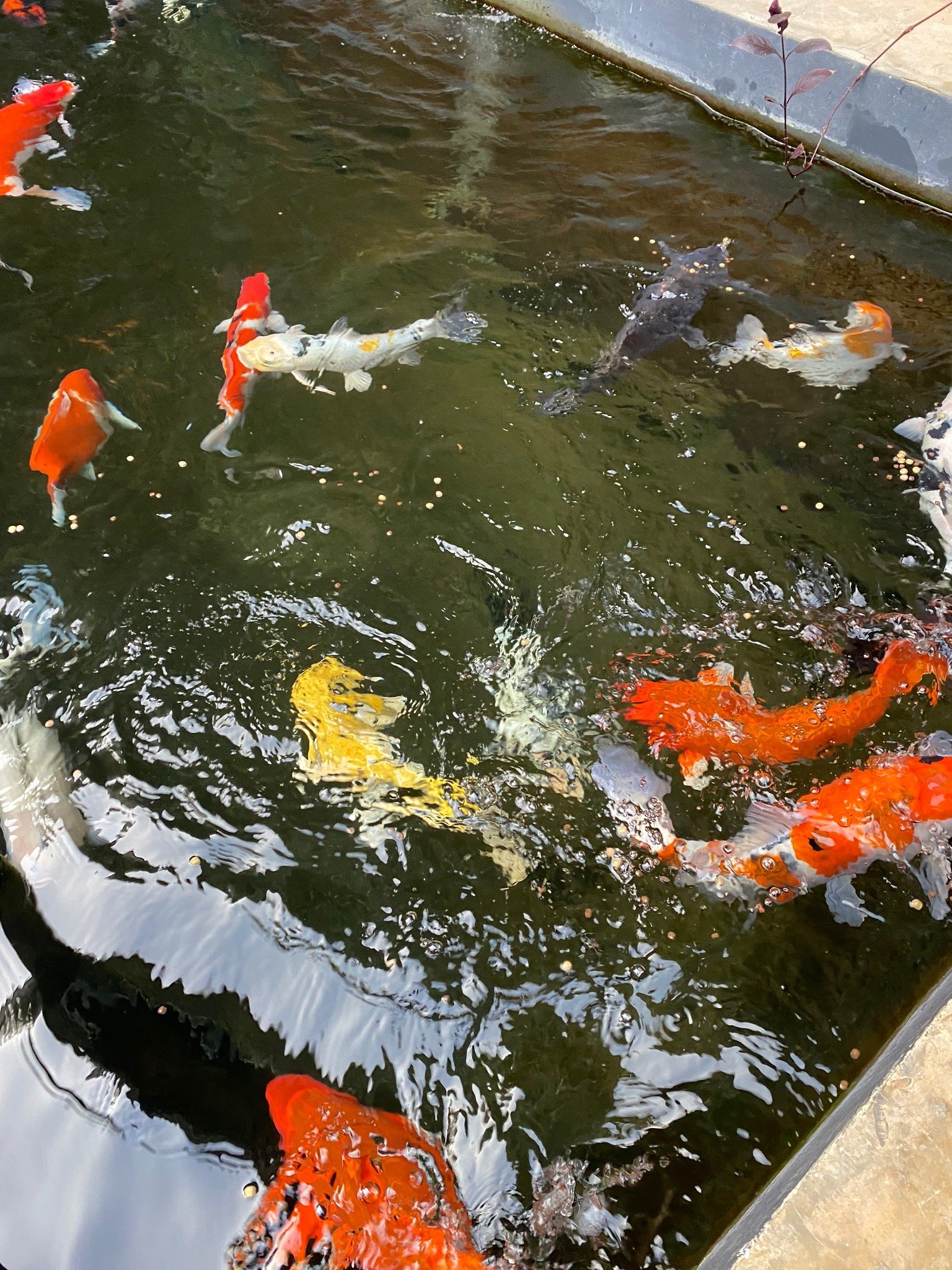 Palm House-官方