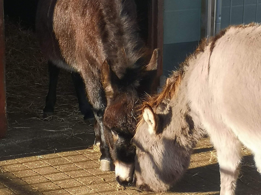 The Wonkey Donkey Visitors Centre景点图片