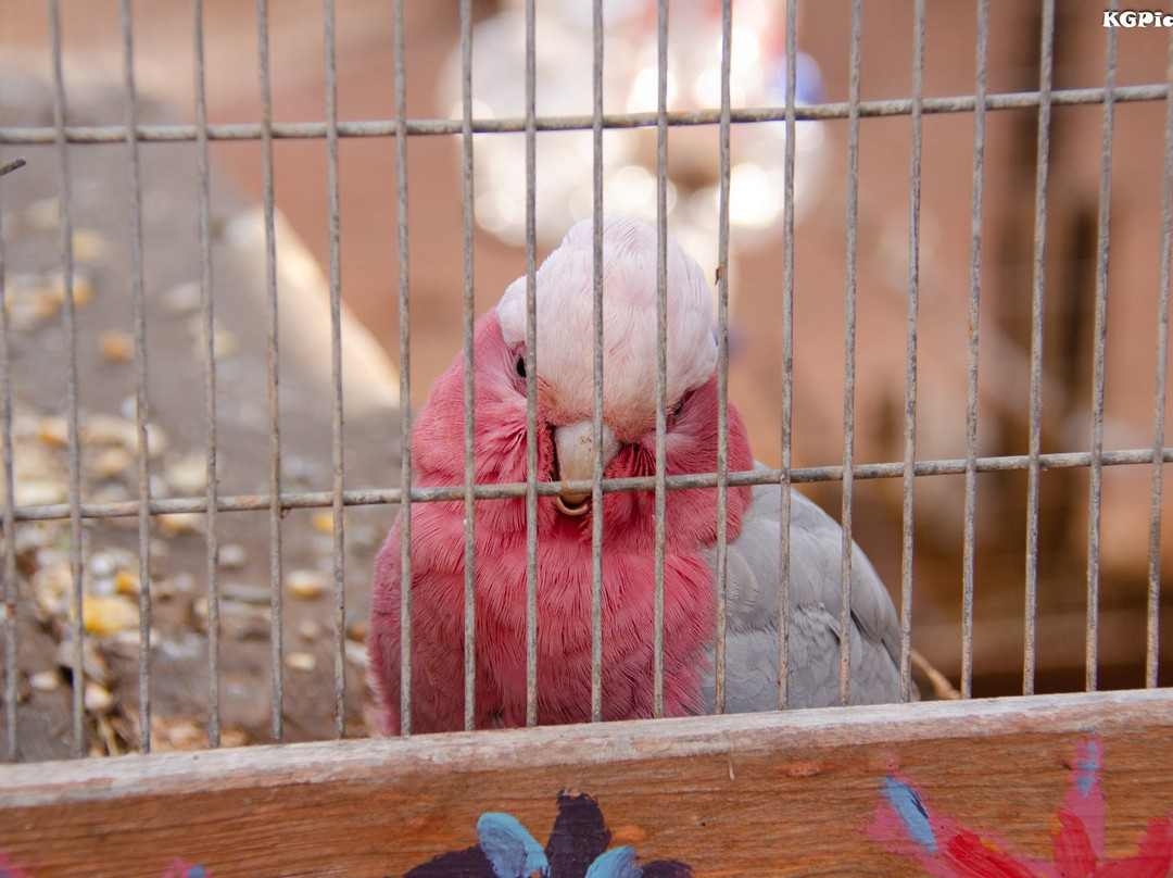 Yodfat Monkey Forest-Yodfat必去景点